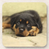 Rottweiler20150901 Getränkeuntersetzer (Vorderseite)