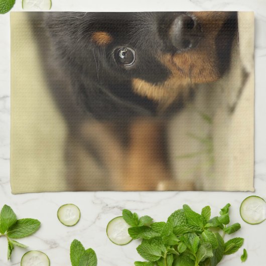 Rottweiler20150901 Handtuch (Gefaltet)