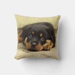 Rottweiler20150901 Kissen