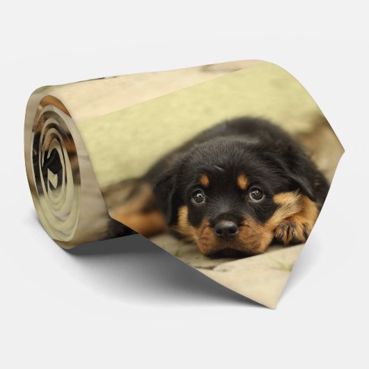 Rottweiler20150901 Krawatte (Gerollt)