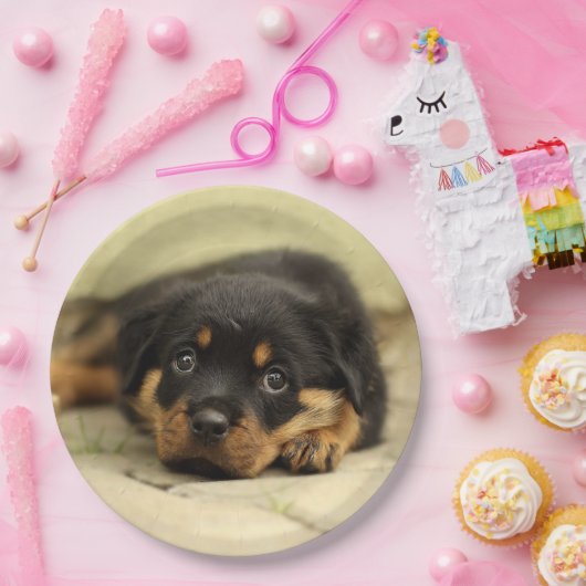 Rottweiler20150901 Pappteller (Party)