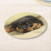 Rottweiler20150901 Runder Pappuntersetzer (Angewinkelt)