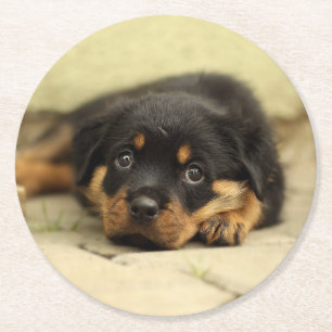Rottweiler20150901 Runder Pappuntersetzer