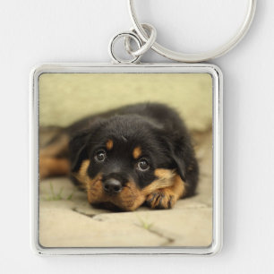 Rottweiler20150901 Schlüsselanhänger