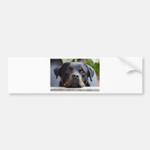 rottweiler 2.png autoaufkleber