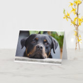 rottweiler 2.png karte (Gelbe Blume)