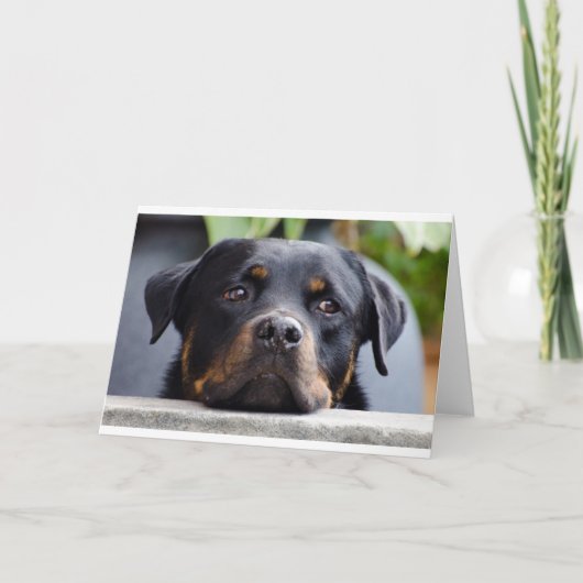 rottweiler 2.png karte (Vorderseite)