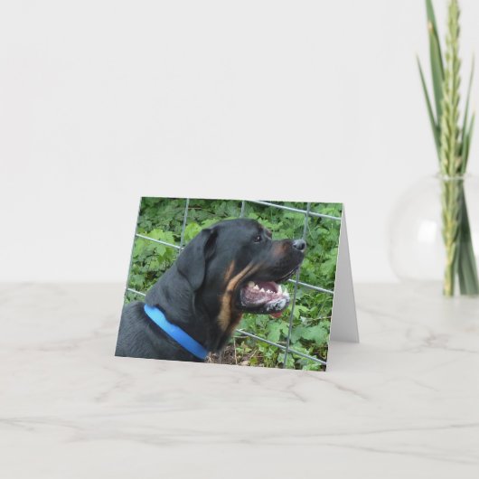 Rottweiler  "Apollo" Greeting Card Karte (Vorderseite)