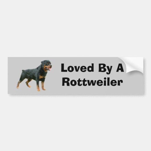 Rottweiler Autoaufkleber (Vorne)