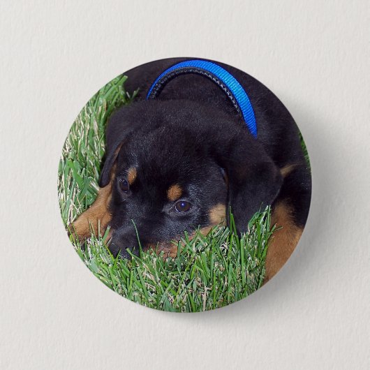 Rottweiler Button (Vorderseite)