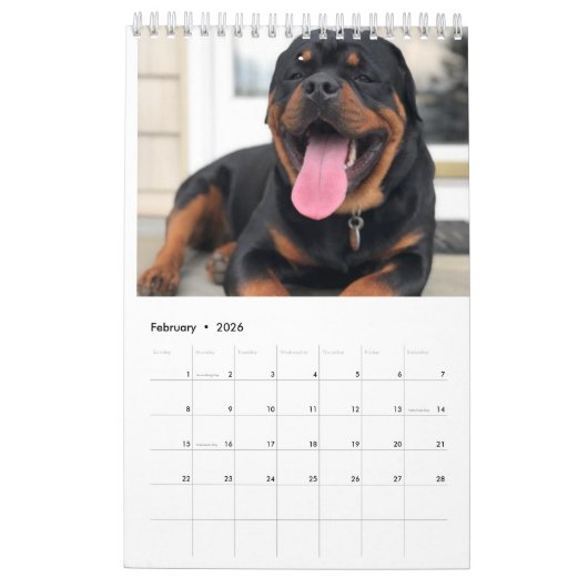 Rottweiler Calendar Kalender (Feb 2026)