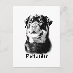 Rottweiler Charcoal Postkarte