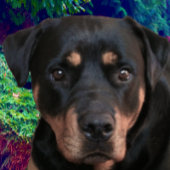 Rottweiler, Confident Guardian Tri-Blend Shirt