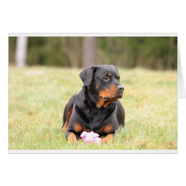 Rottweiler Dog (Vorderseite (Horizontal))