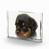 Rottweiler Dog Fotoblock (Rechts)