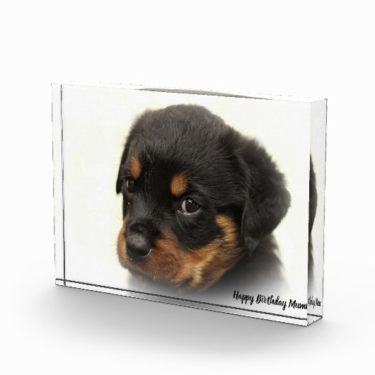 Rottweiler Dog Fotoblock (Rechts)