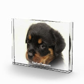Rottweiler Dog Fotoblock (Rechts)