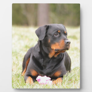 Rottweiler Dog Fotoplatte