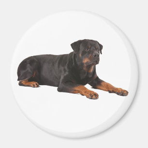 ROTTWEILER DOG KÜHLSCHRANKMAGNET