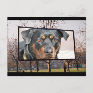 Rottweiler Dog Postcard Postkarte