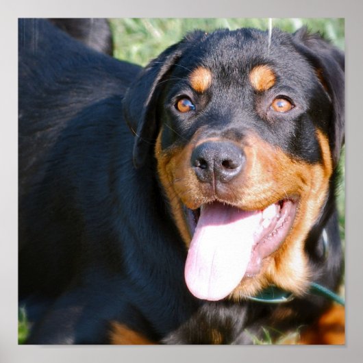 Rottweiler Dog Print Poster (Vorne)