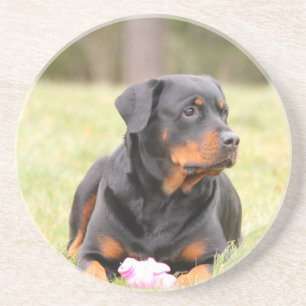 Rottweiler Dog Sandstein Untersetzer