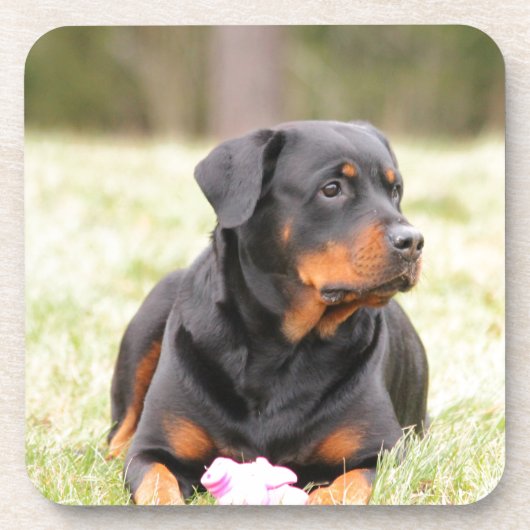 Rottweiler Dog Untersetzer (Vorderseite)