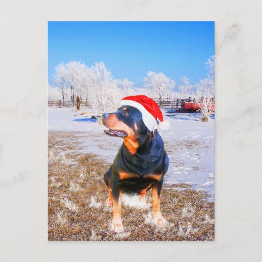 Rottweiler Dog Weihnachtsmalerei Feiertagspostkarte (Vorderseite)