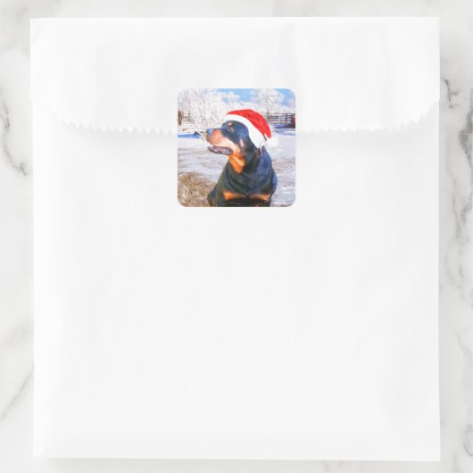 Rottweiler Dog Weihnachtsmalerei Quadratischer Aufkleber (Tasche)