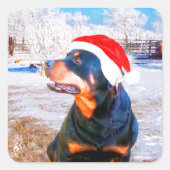 Rottweiler Dog Weihnachtsmalerei Quadratischer Aufkleber (Vorderseite)