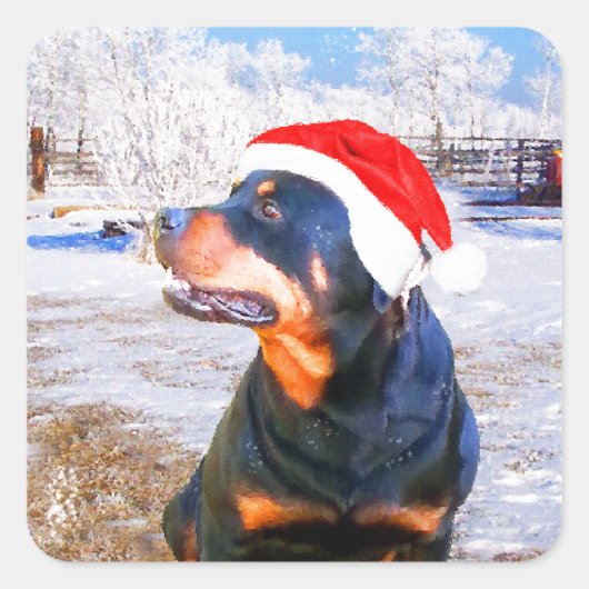 Rottweiler Dog Weihnachtsmalerei Quadratischer Aufkleber (Vorderseite)
