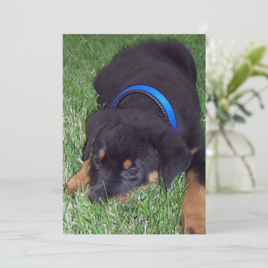 Rottweiler Einladung (Stehend Vorderseite)