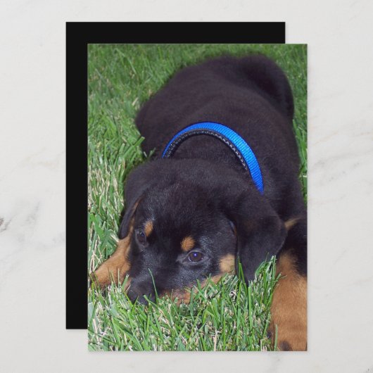 Rottweiler Einladung (Vorne/Hinten)