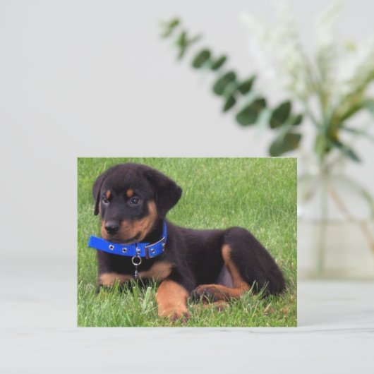 Rottweiler Einladung (Stehend Vorderseite)