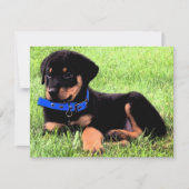 Rottweiler Einladung (Vorderseite)