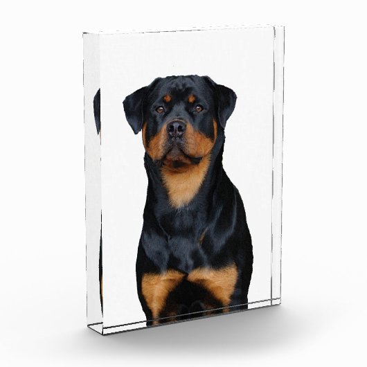 Rottweiler   fotoblock (Links)