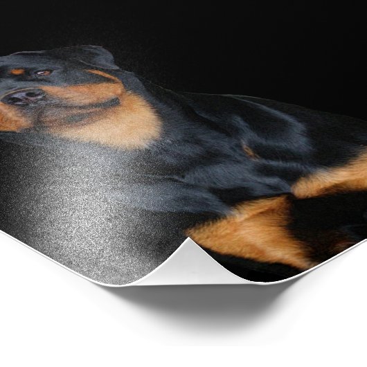 Rottweiler Fotodruck (Ecke)