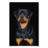 Rottweiler Fotodruck (Vorne)