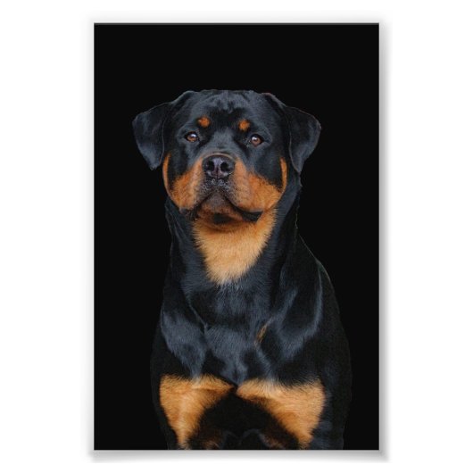 Rottweiler Fotodruck (Vorne)