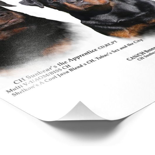 Rottweiler Fotodruck (Ecke)