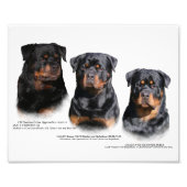 Rottweiler Fotodruck (Vorne)