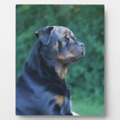 Rottweiler Fotoplatte (Vorderseite)