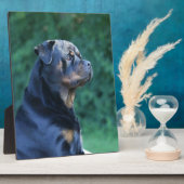 Rottweiler Fotoplatte (Seite)