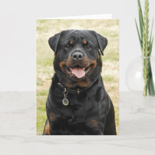 Rottweiler Cards Zazzle Uk Rottweiler Cards Zazzle Uk