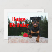 Rottweiler-glücklicher Geburtstag Postkarte (Vorne/Hinten)