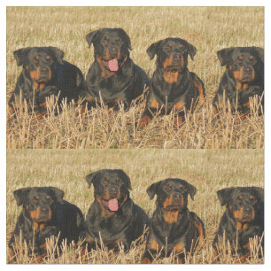 rottweiler-group.png stoff
