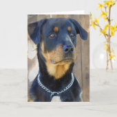 Rottweiler Grußkarte Karte (Gelbe Blume)