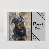 Rottweiler Head Tilt Cuteness Danke Postcard Postkarte (Vorne/Hinten)