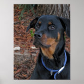 Rottweiler Heidi Poster (Vorne)