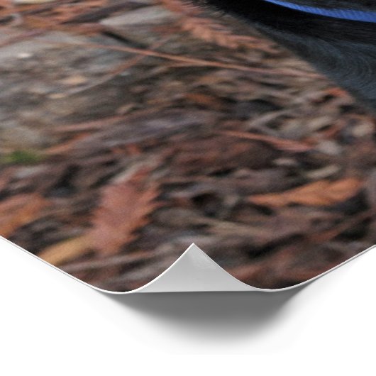 Rottweiler Heidi Poster (Ecke)